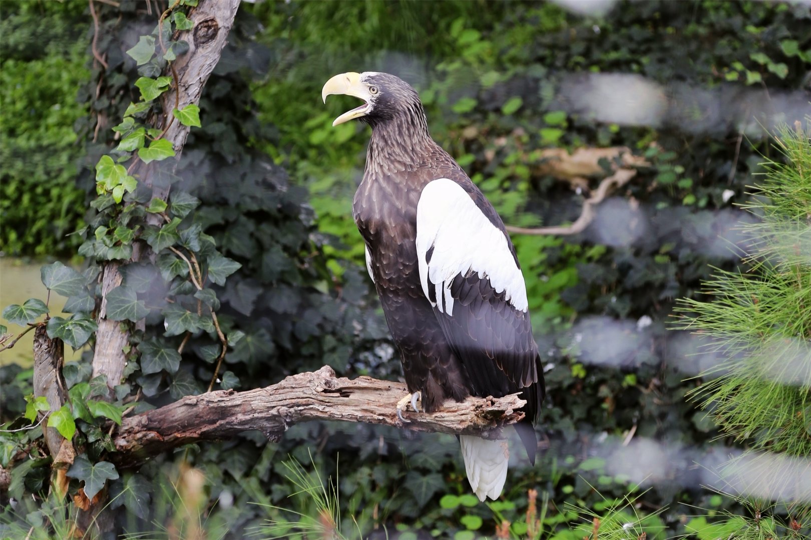 Steller's Sea Eagle