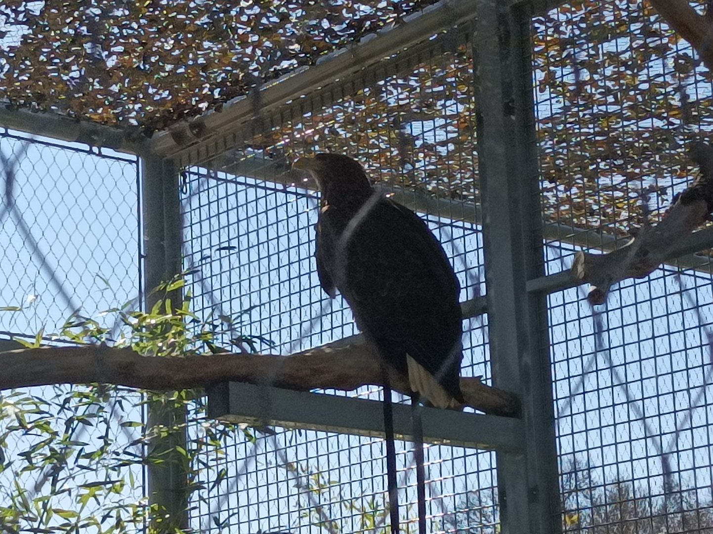 Steller's Sea Eagle.