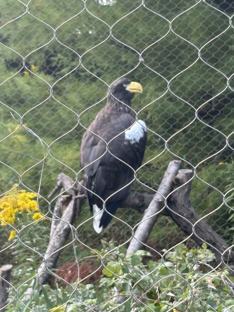 Steller’s Sea Eagle