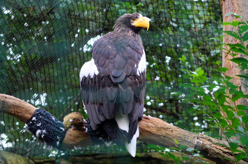 Steller's Sea Eagle