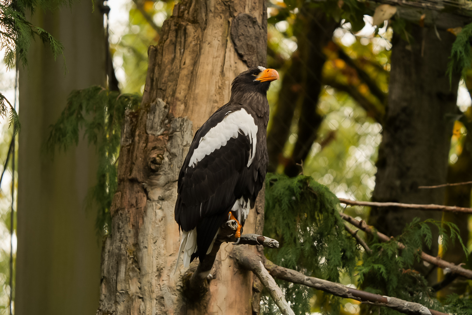 Steller’s Sea Eagle