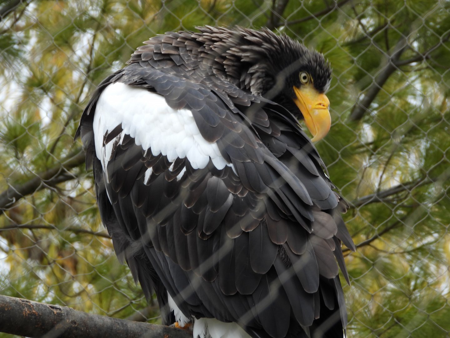 Steller's sea eagle