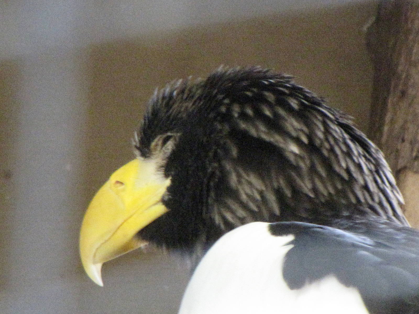 Steller's Sea Eagle