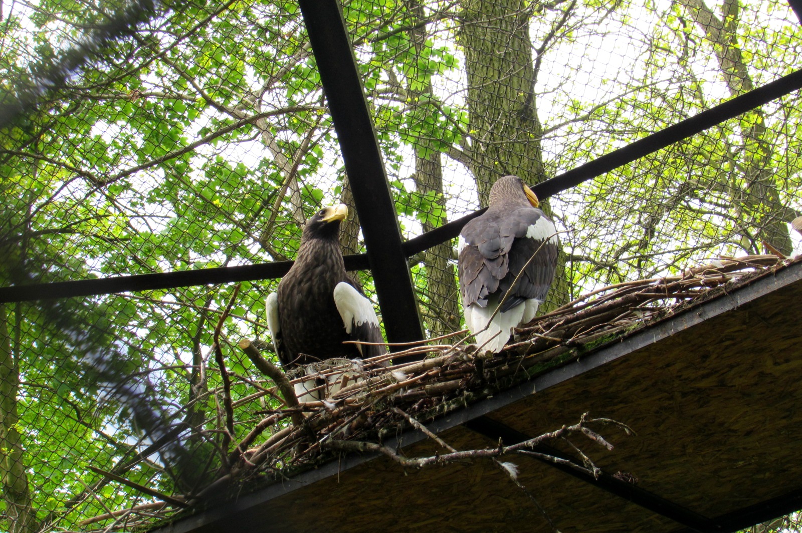 Steller's Sea Eagles - 05/5015