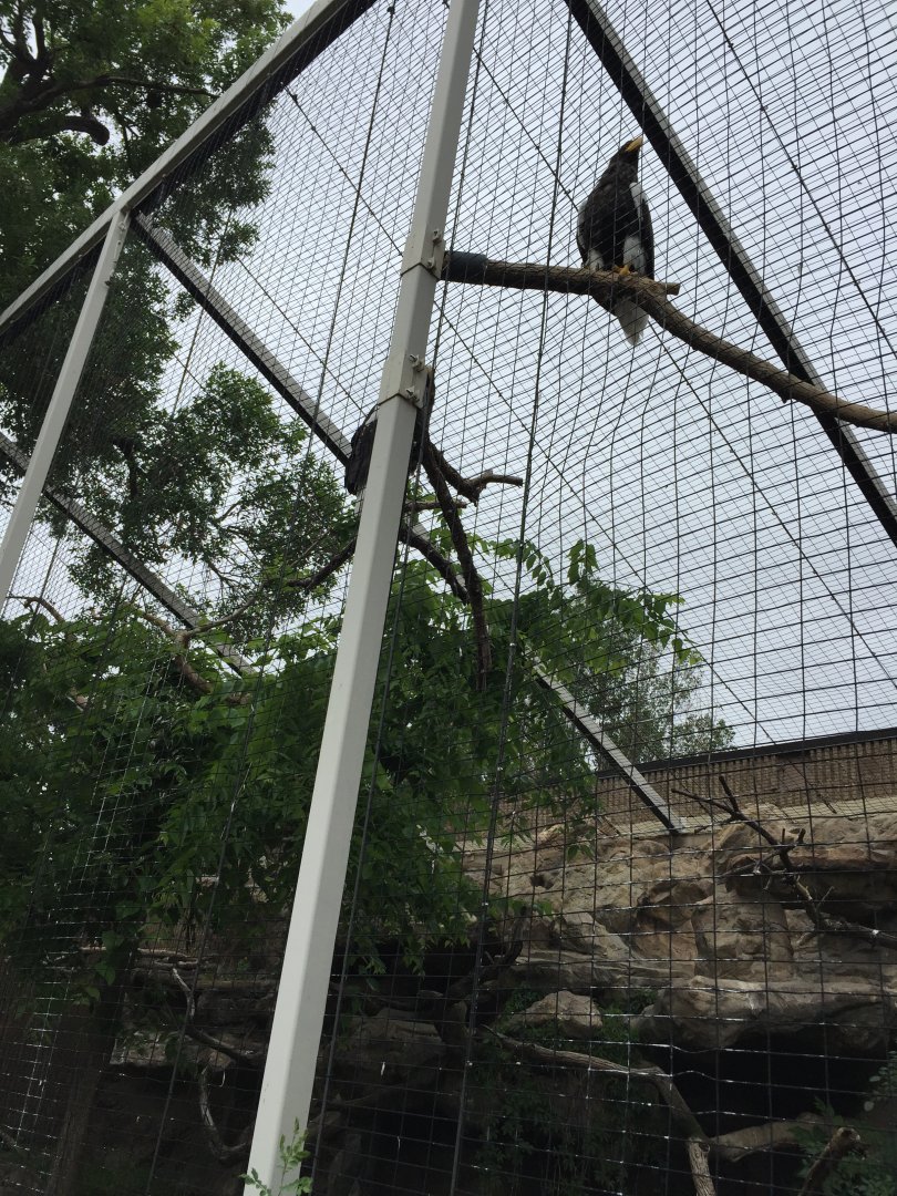 Steller's sea eagles 6-23-2017