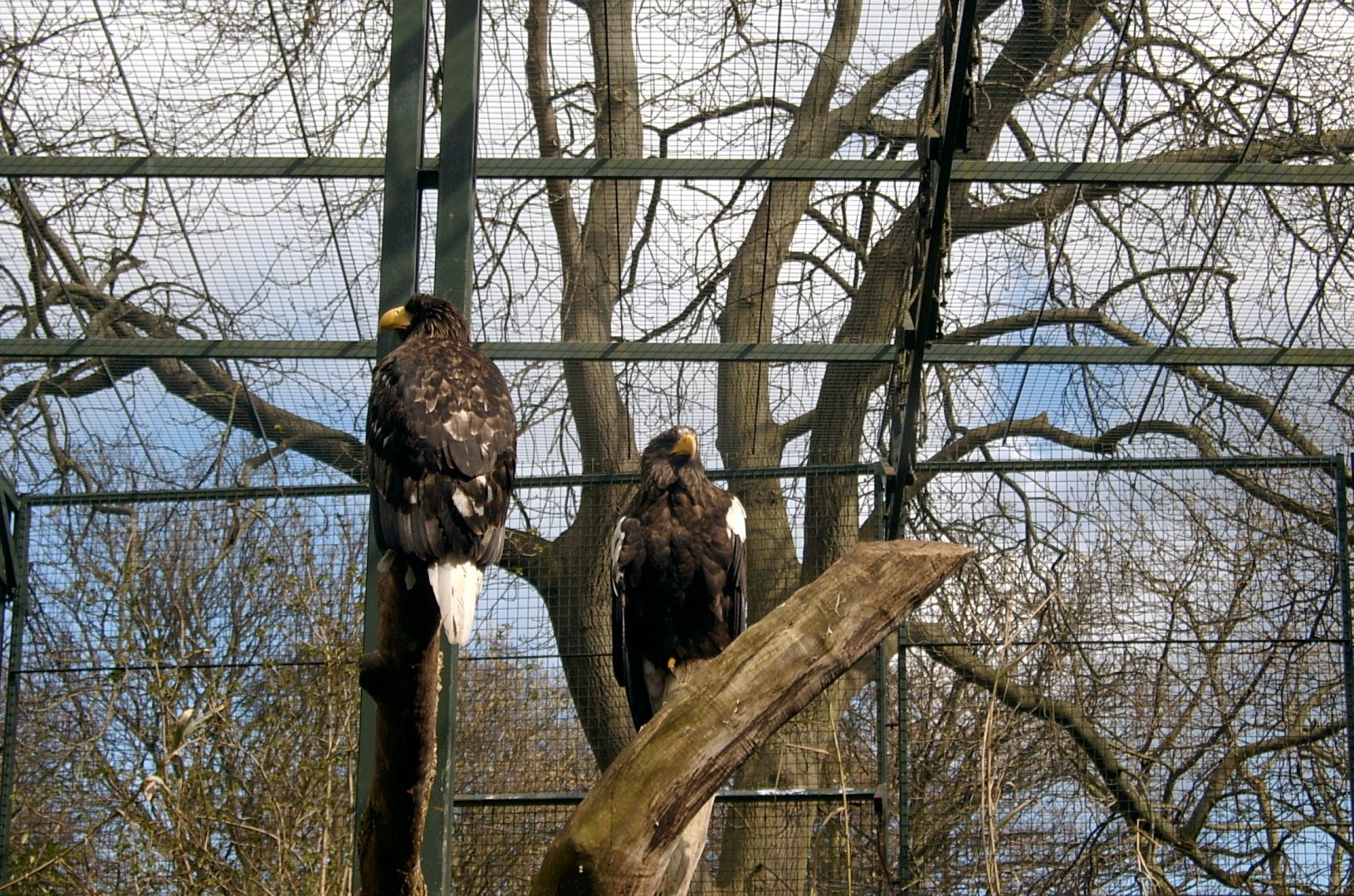 Steller's Sea Eagles, April 2008