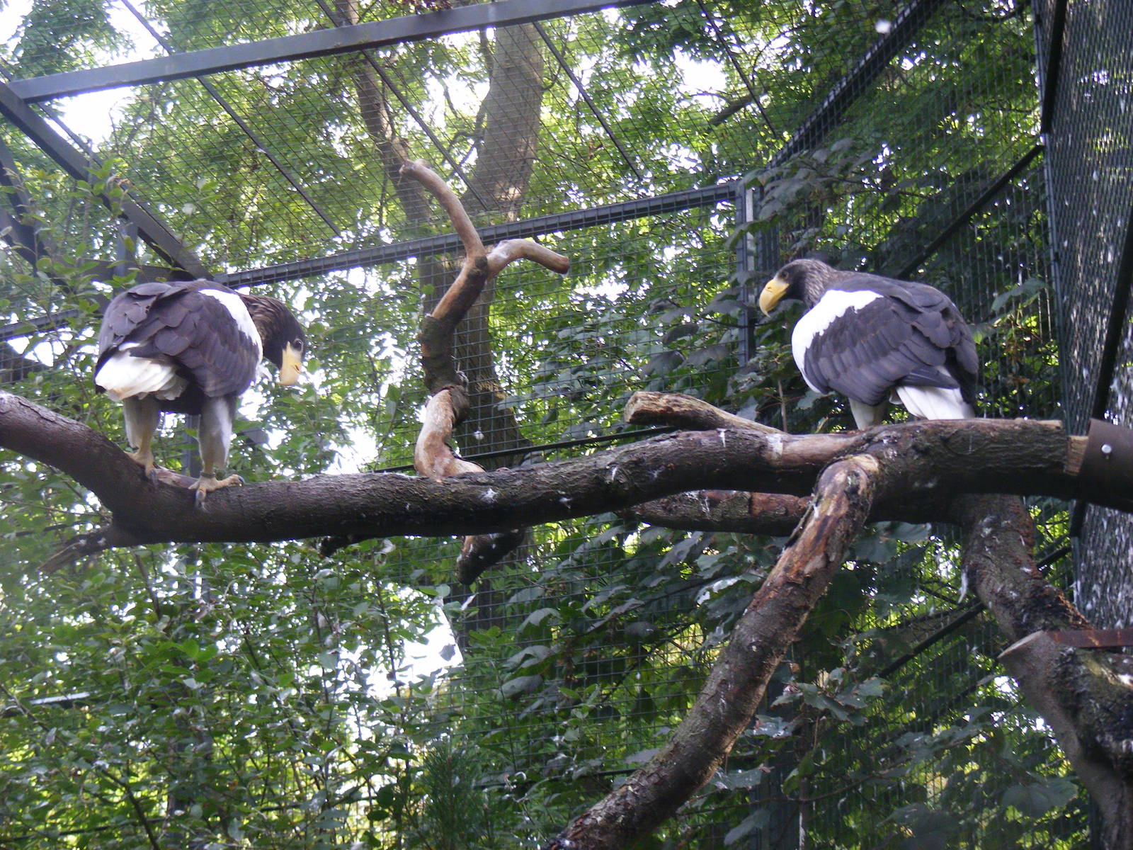 Steller's sea eagles at Edinburgh Zoo, 2 October 2010