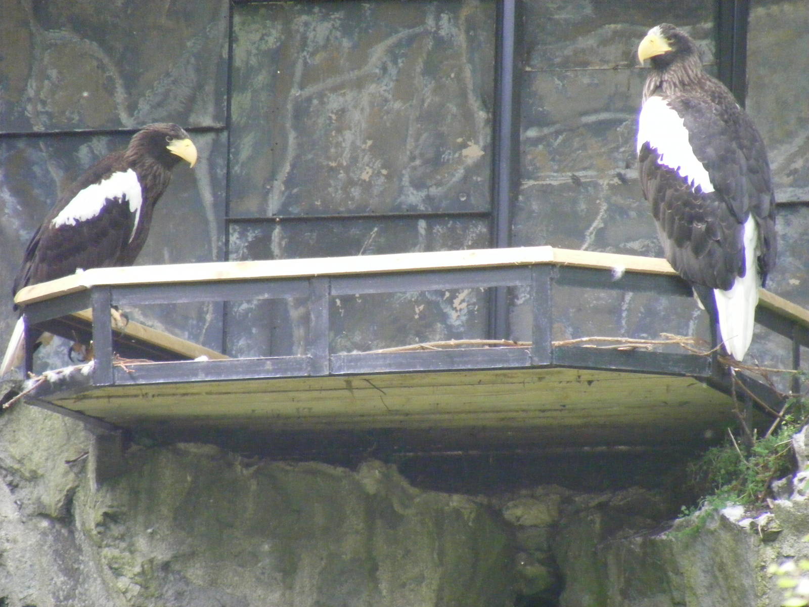 Steller's sea eagles at Edinburgh Zoo, 21 May 2010