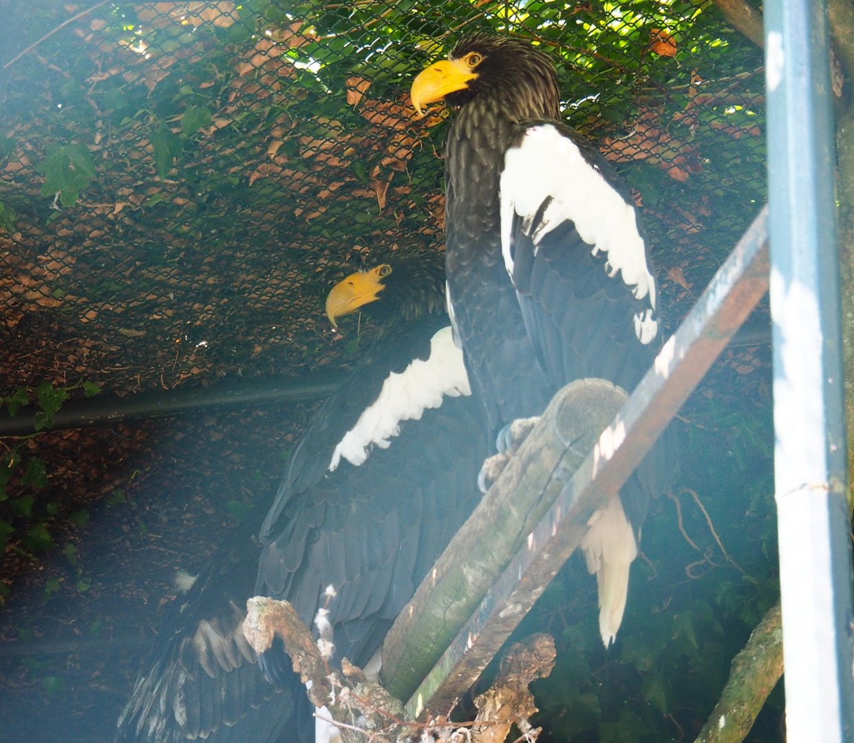 Steller's sea eagles (Haliaeetus pelagicus), Sep 2nd, 2018