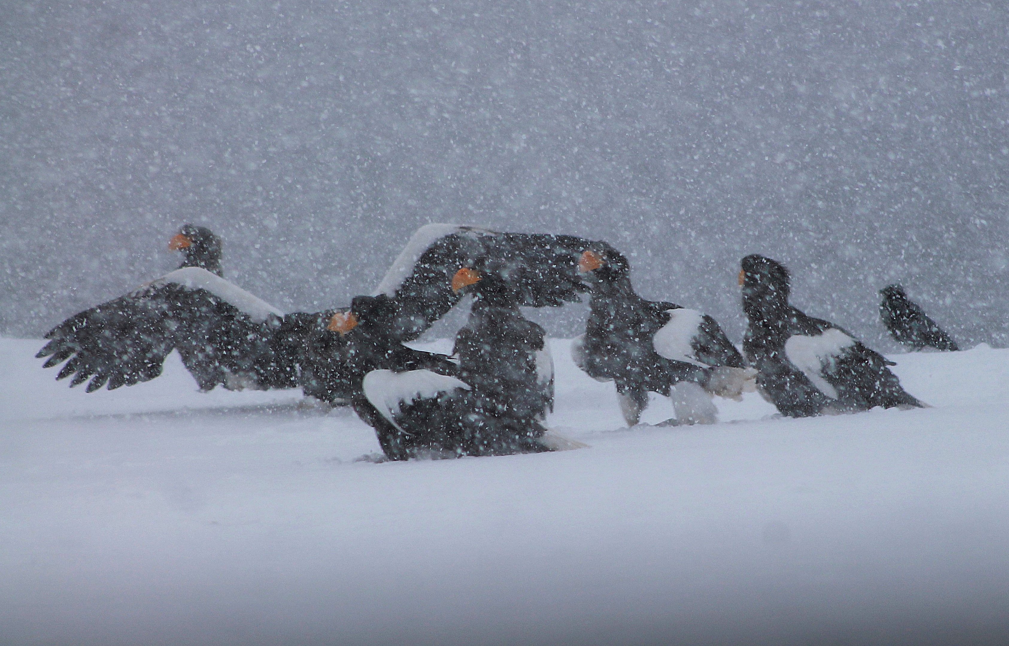 Steller's Sea Eagles (Haliaeetus pelagicus)