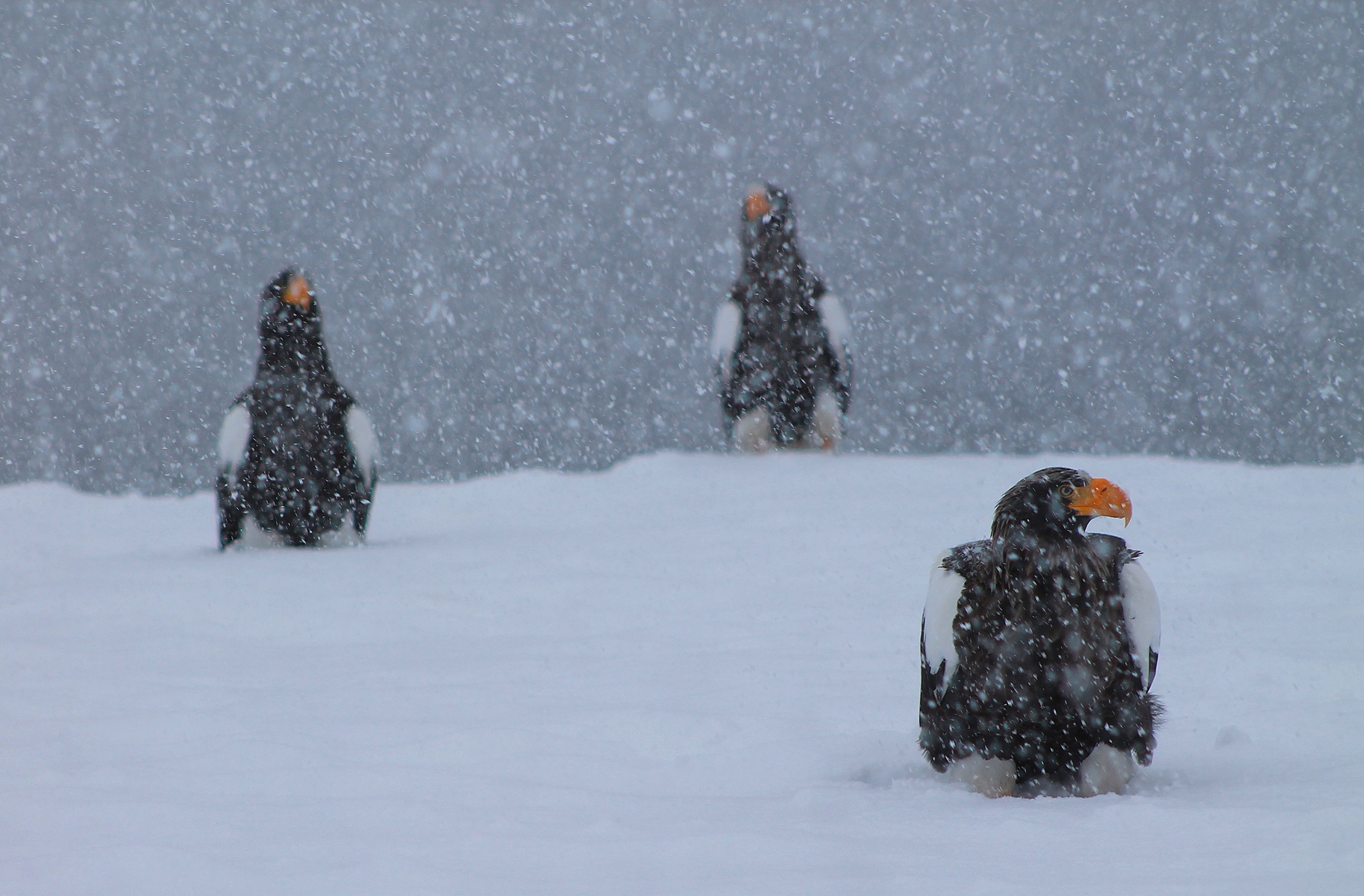Steller's Sea Eagles (Haliaeetus pelagicus)