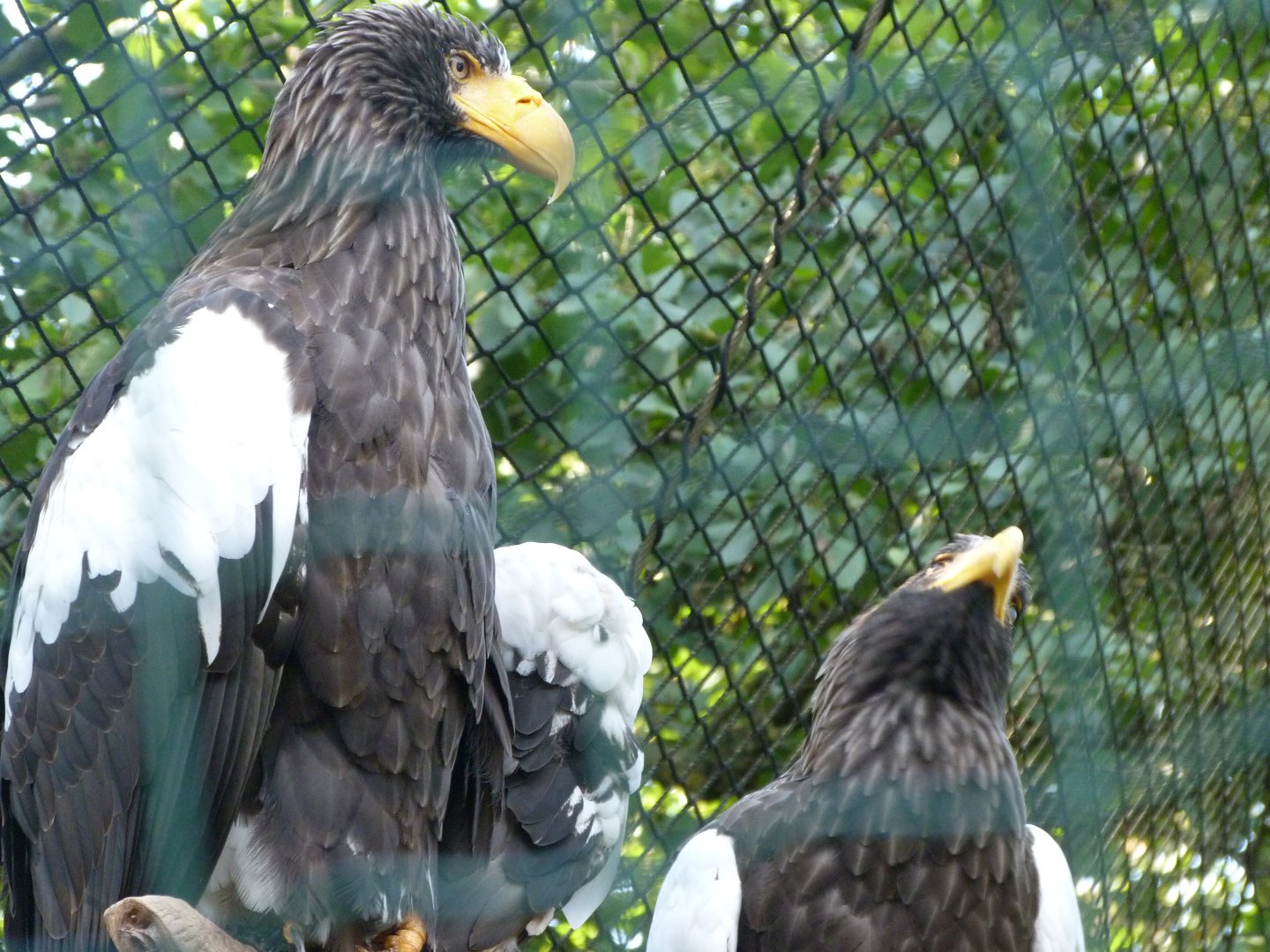 Steller's sea eagles -Zoo Praha (2025)