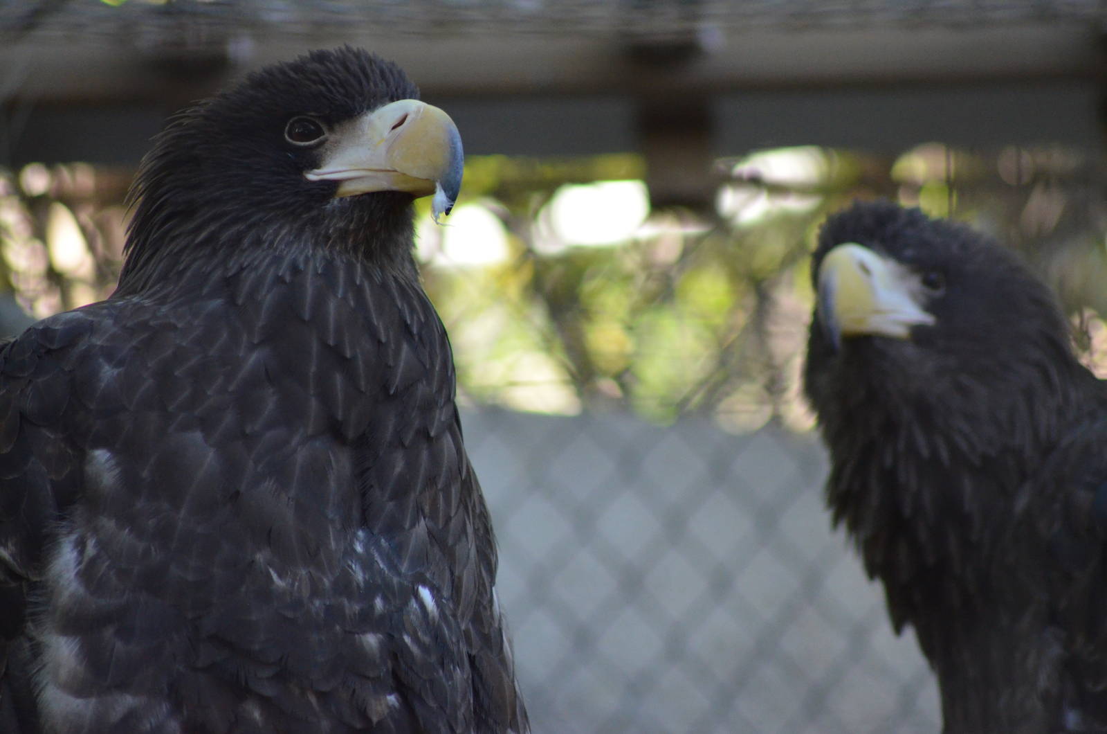 Steller's Sea Eagles