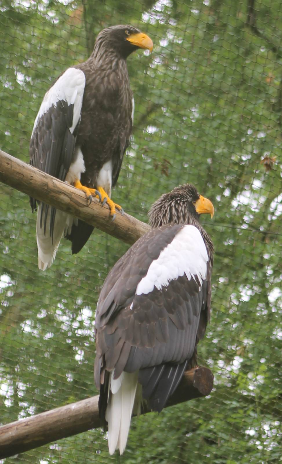Steller's sea-eagles
