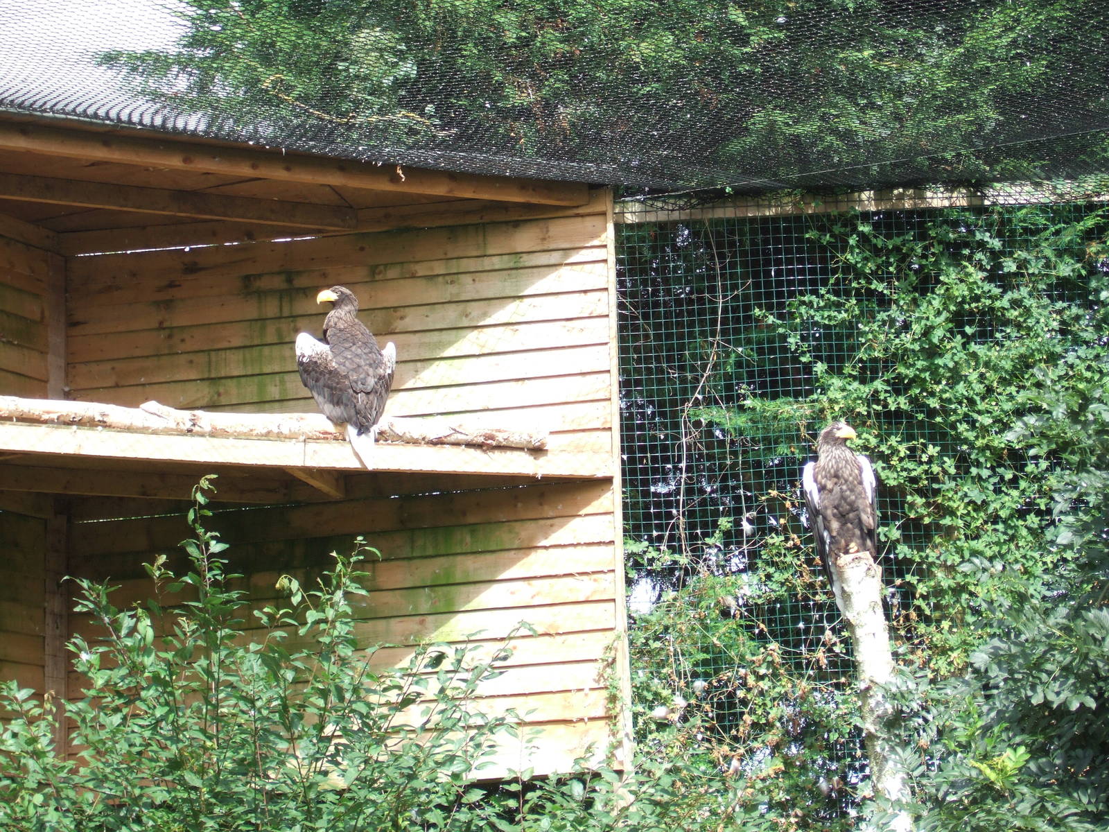 Steller's Sea eagle's