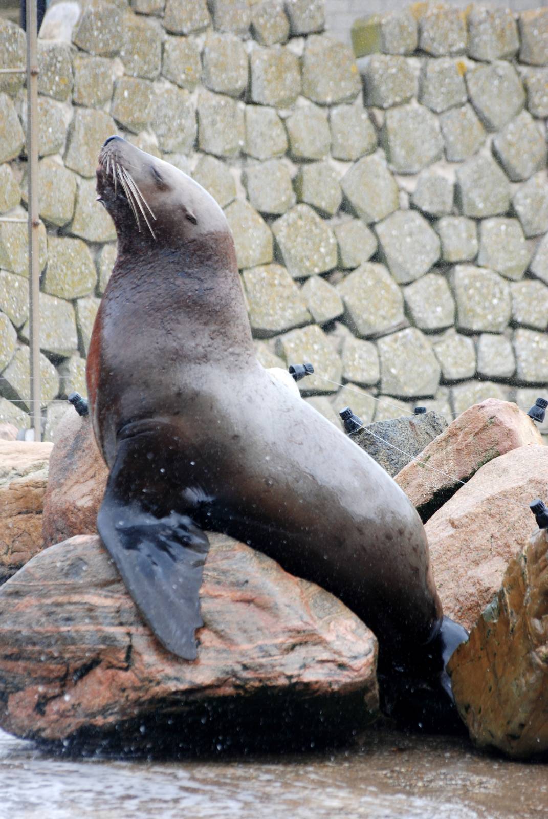 Steller's Sea Lion at Harderwijk, 01/06/12