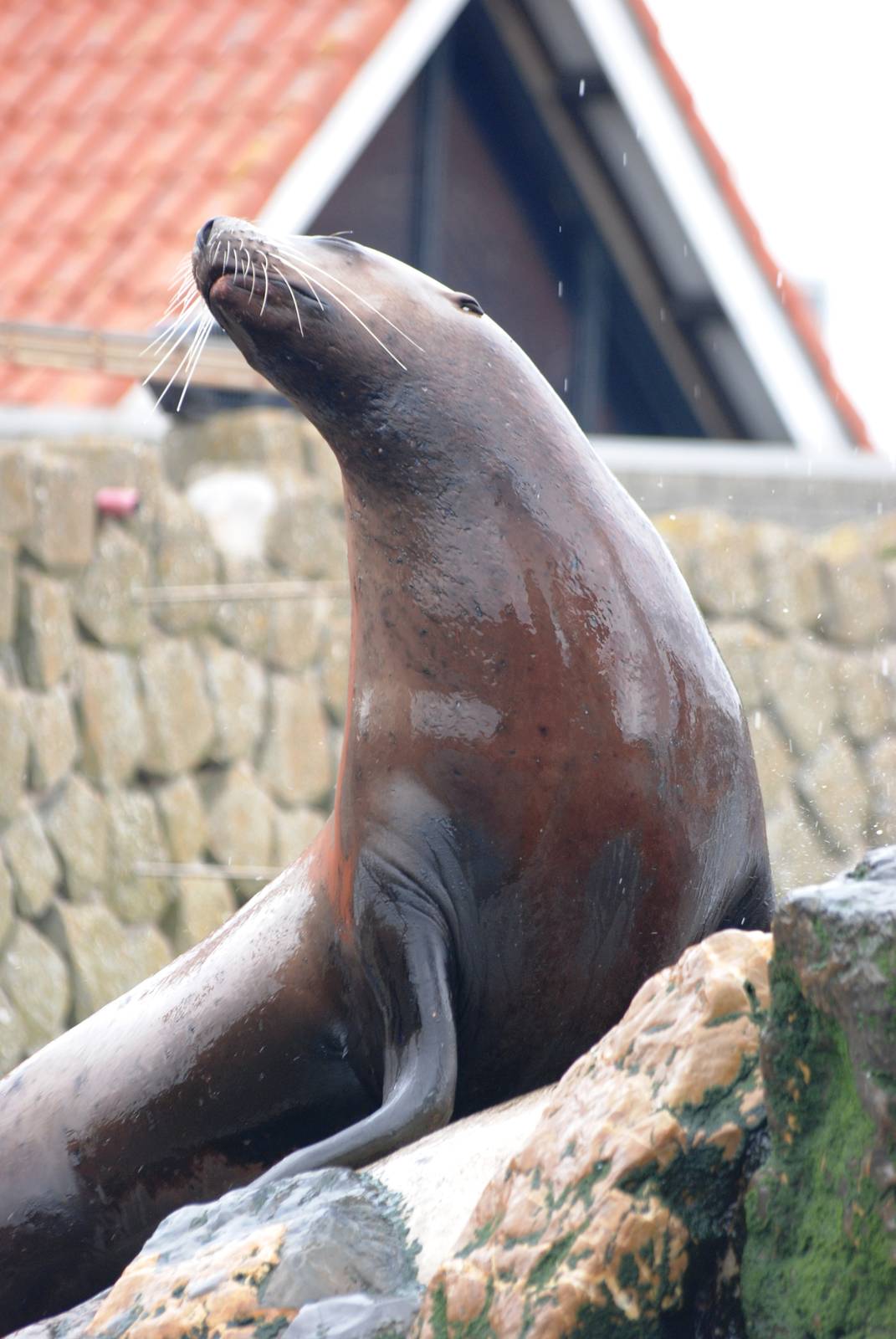 Steller's Sea Lion at Harderwijk, 01/06/12