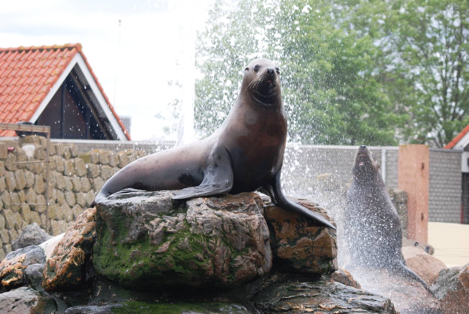 Steller's Sea Lion at Harderwijk, 01/06/12
