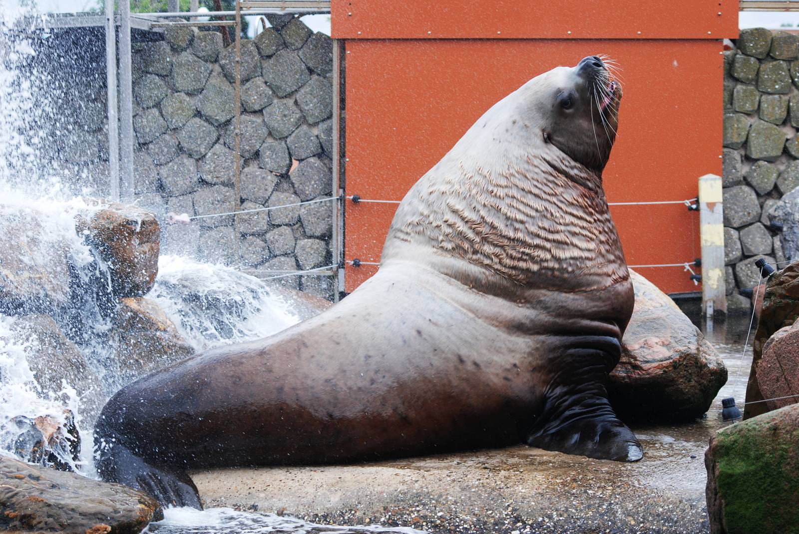 Steller's Sea Lion at Harderwijk, 01/06/12