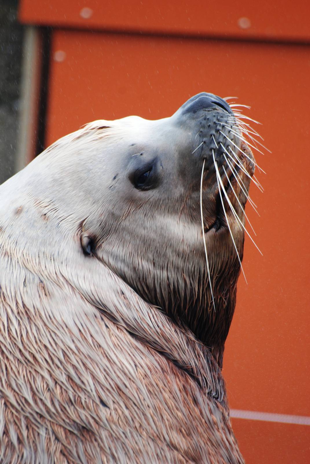 Steller's Sea Lion at Harderwijk, 01/06/12