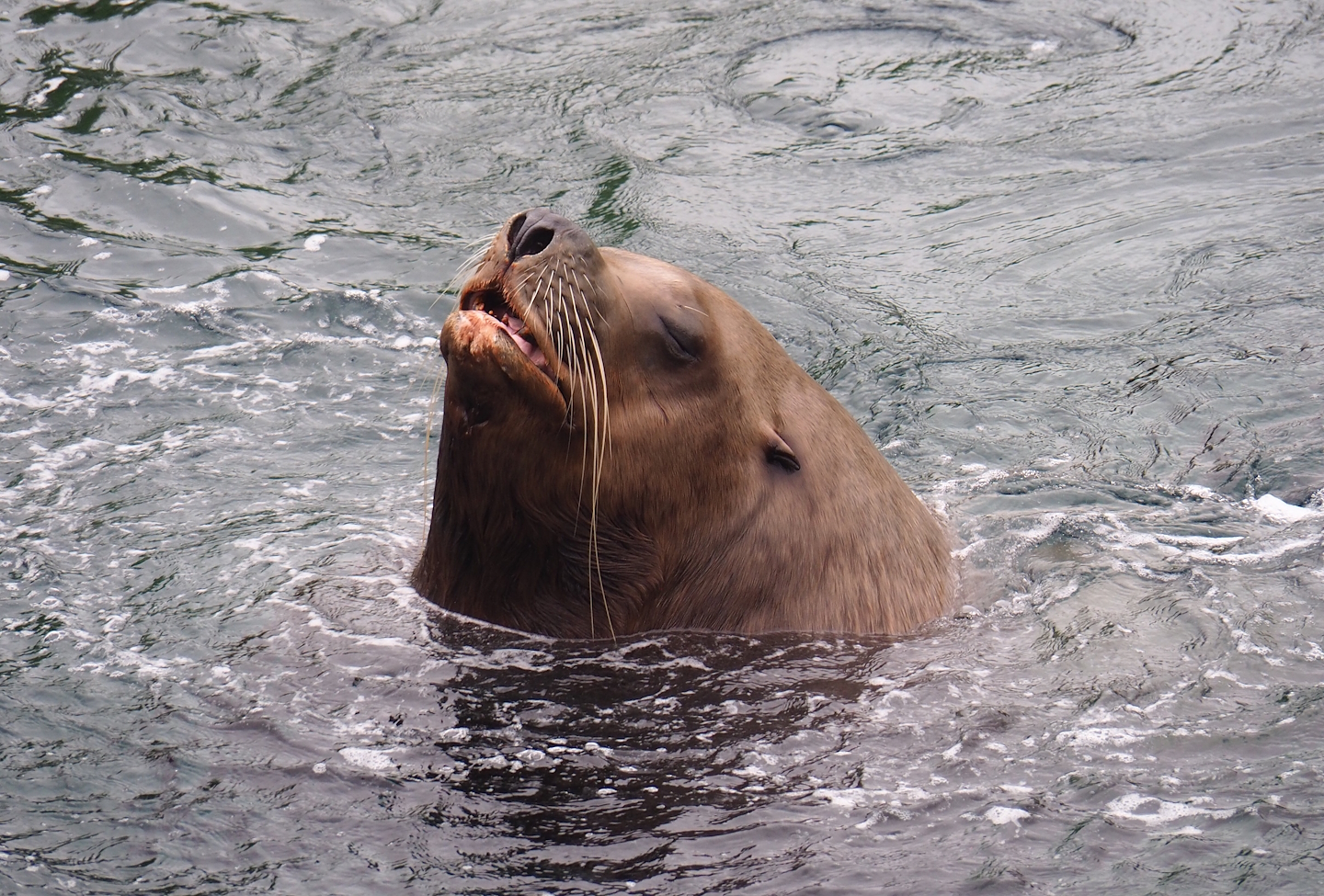 Steller's sea lion bull (Eumetopias jubatus), 2023-05-15