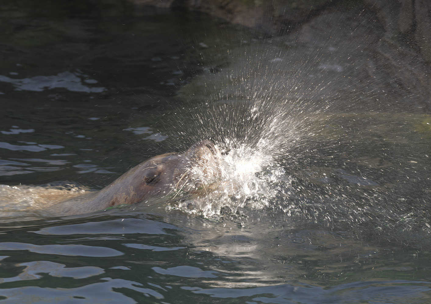 Steller's sea lion bull exhaling