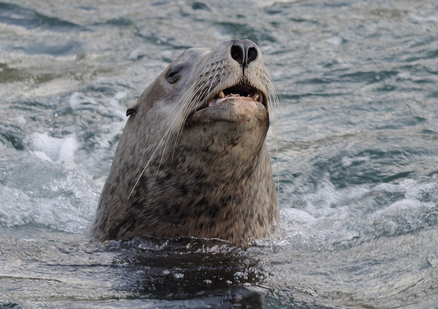 Steller's sea lion bull