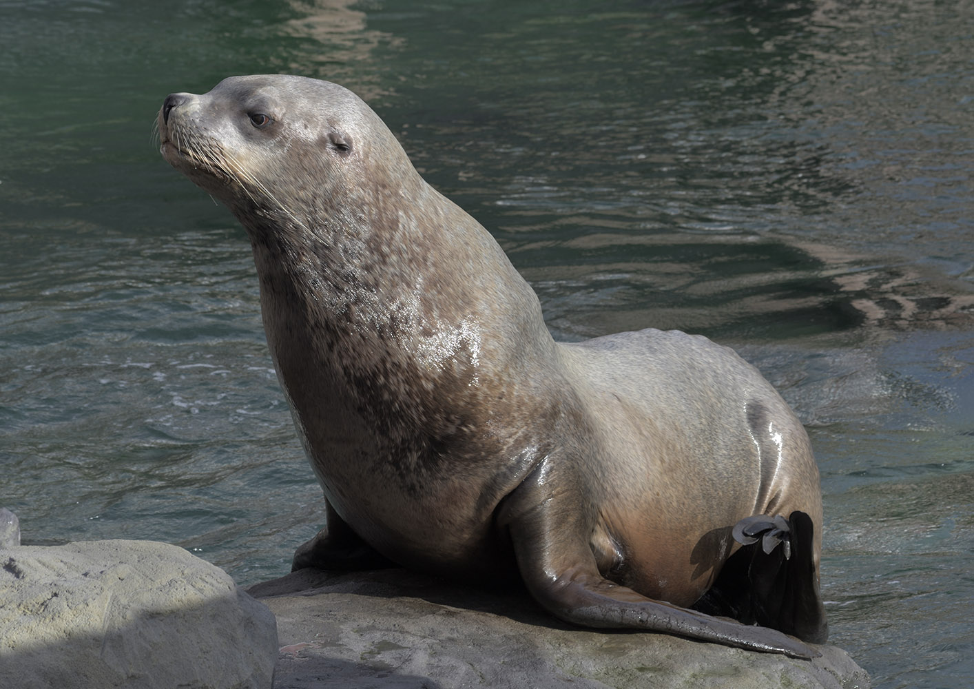 Steller's sea lion bull