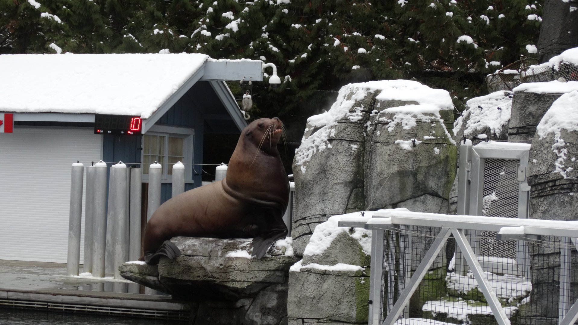 stellers sea lion bull