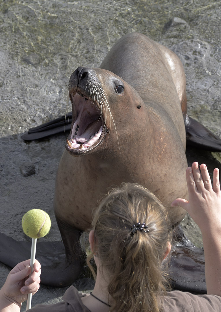 Steller's sea lion cow training