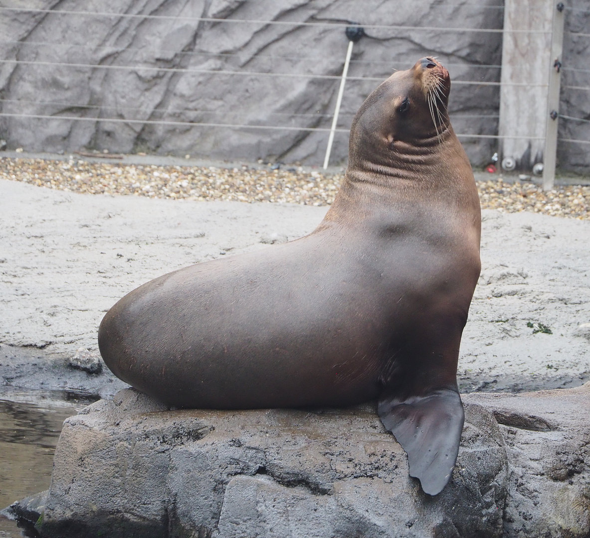 Steller's sea lion (Eumetopias jubatus), 2022-09-14