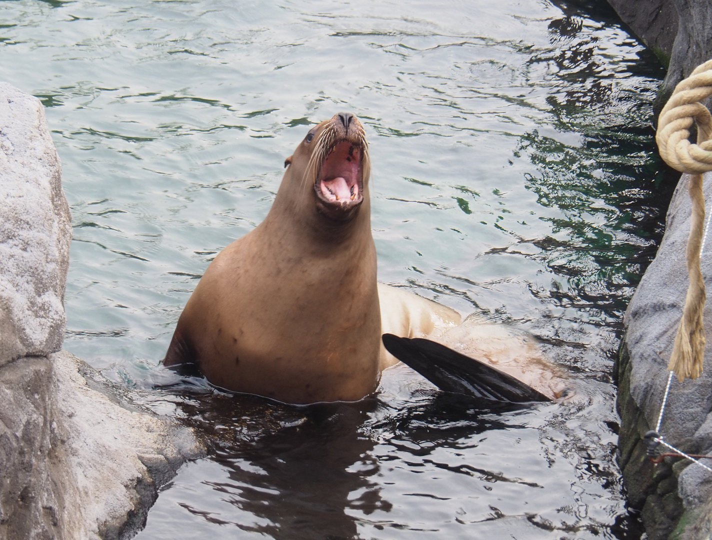 Steller's sea lion (Eumetopias jubatus), 2022-09-15