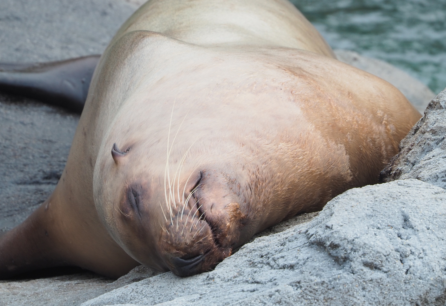Steller's sea lion (Eumetopias jubatus), 2022-09-15