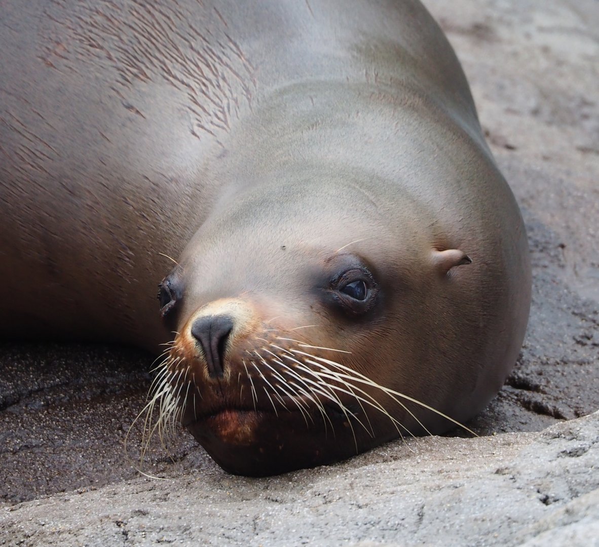 Steller's sea lion (Eumetopias jubatus), 2023-05-15
