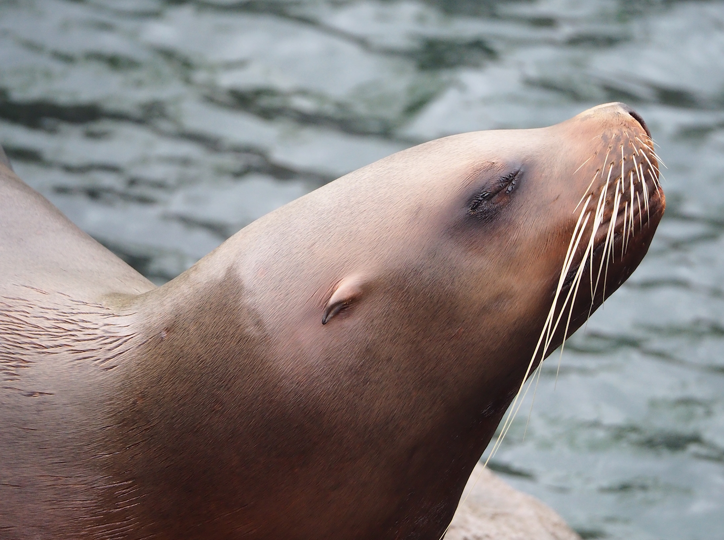 Steller's sea lion (Eumetopias jubatus), 2023-05-15