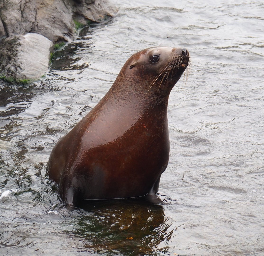 Steller's sea lion (Eumetopias jubatus), 2023-05-15