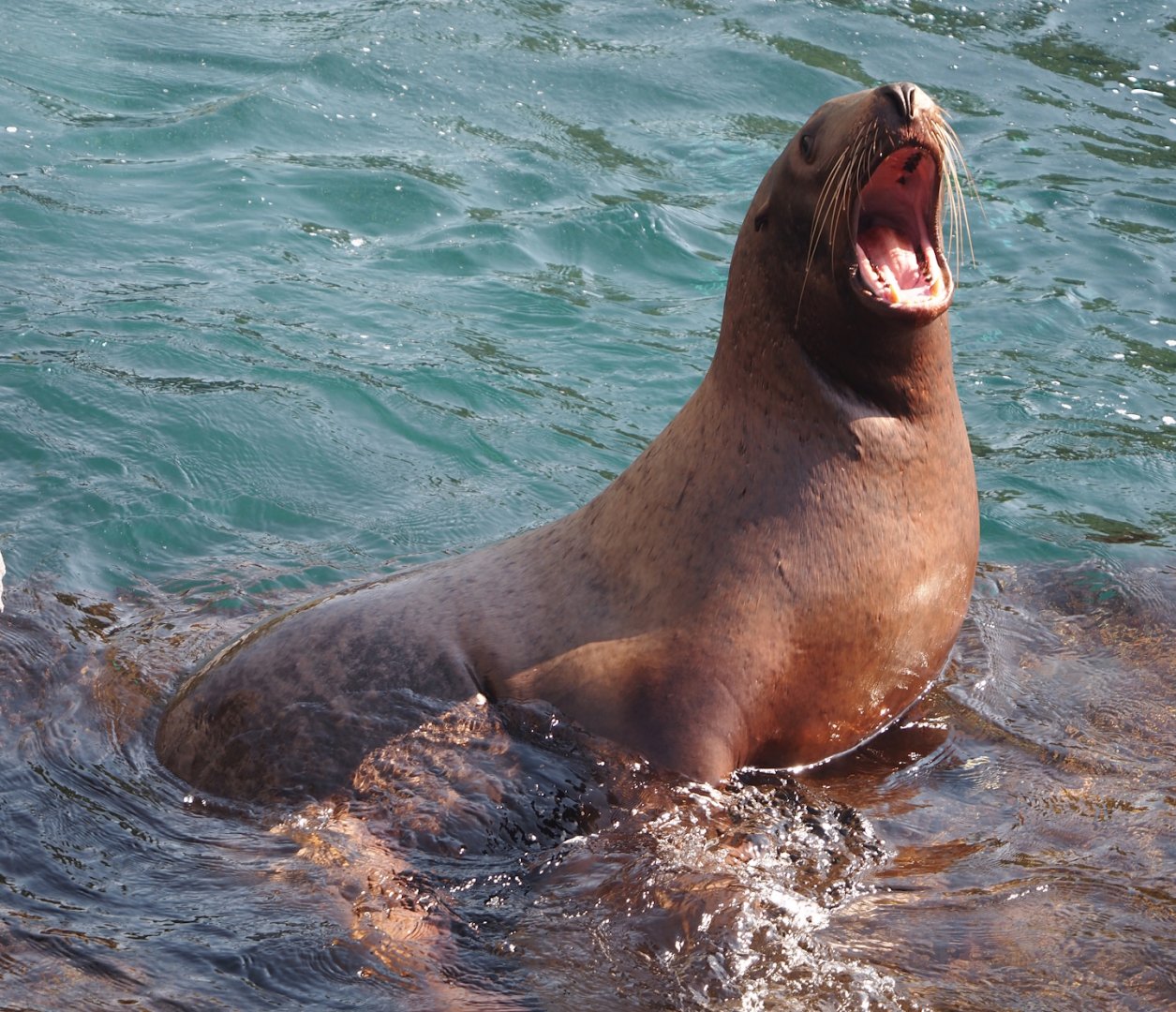 Steller's sea lion (Eumetopias jubatus), 2024-09-17