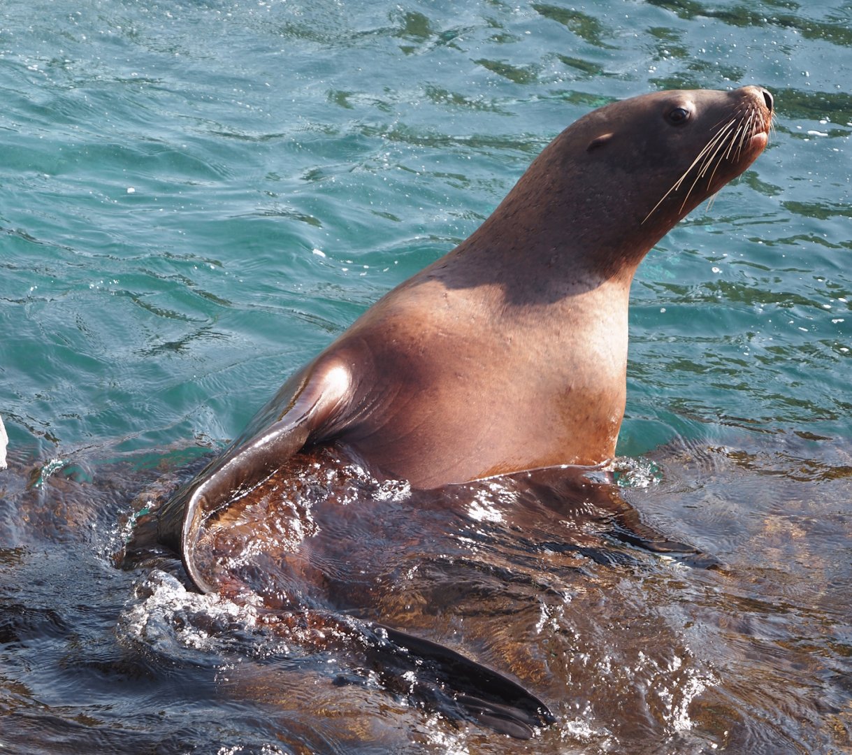 Steller's sea lion (Eumetopias jubatus), 2024-09-17