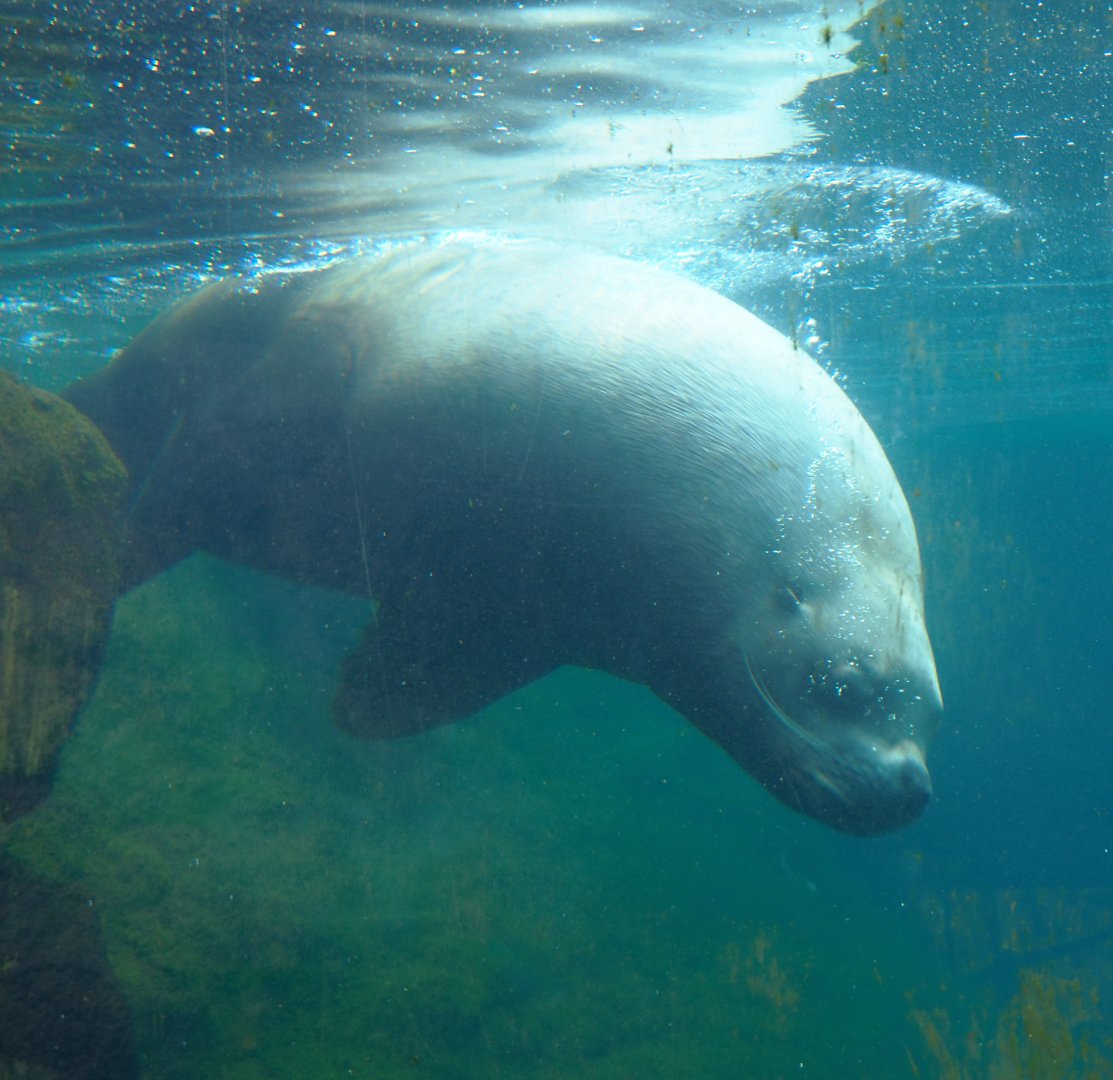 Steller's sea lion (Eumetopias jubatus) bull underwater, 2022-06-28