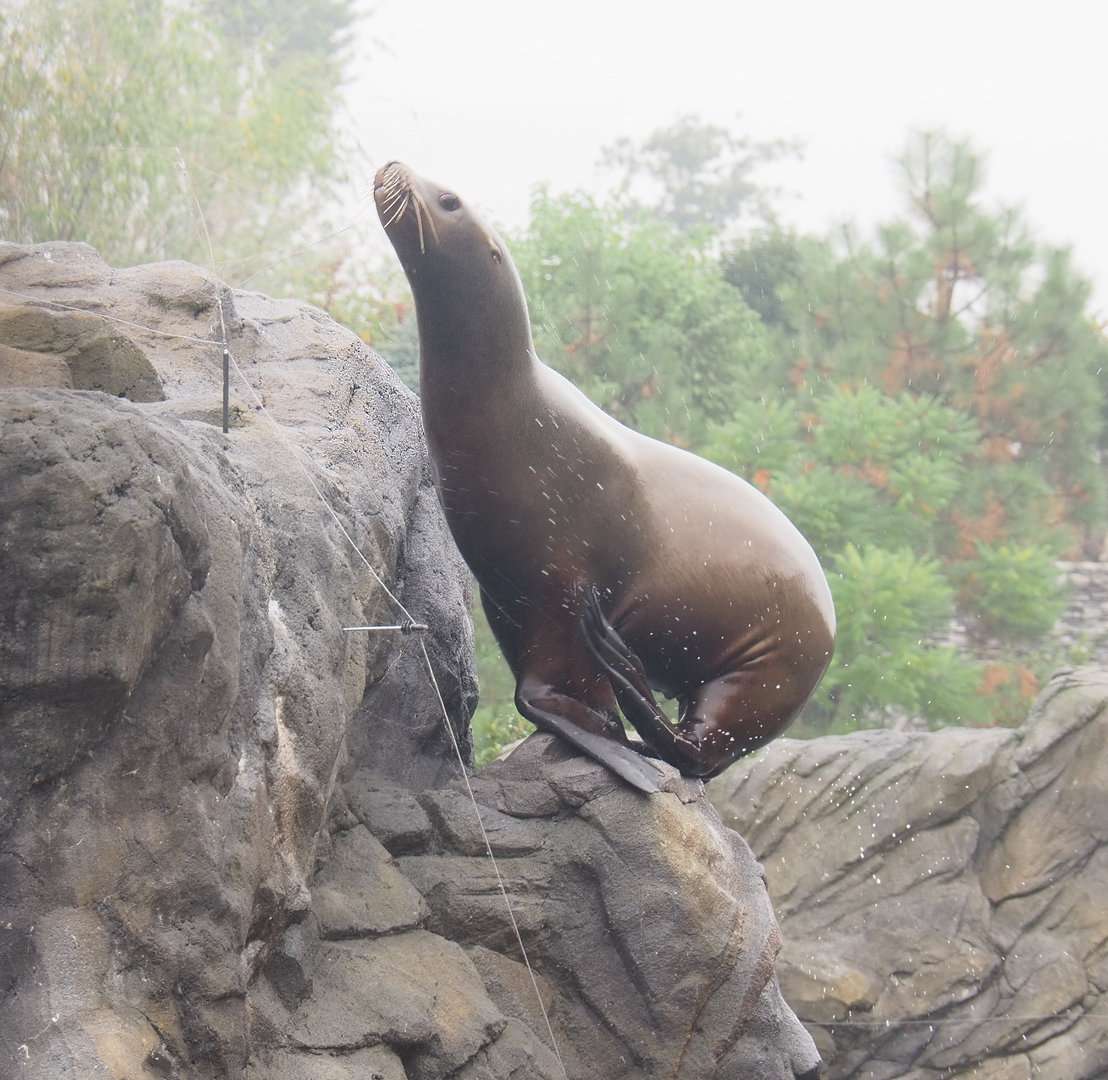 Steller's sea lion (Eumetopias jubatus) climbing on rocks, 2022-09-14