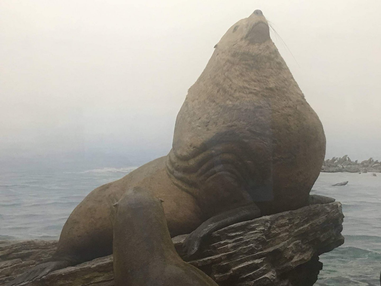 Steller's sea lion (Eumetopias jubatus monteriensis)