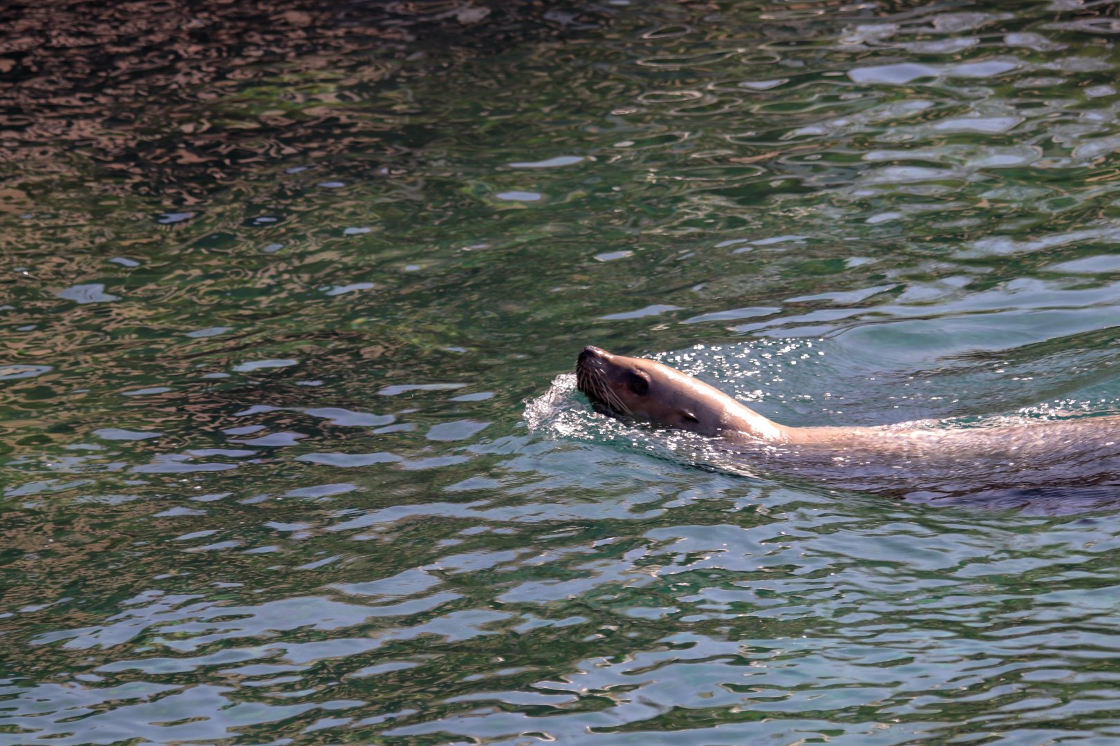 Steller's sea lion (Eumetopias jubatus) - The Last Frontier