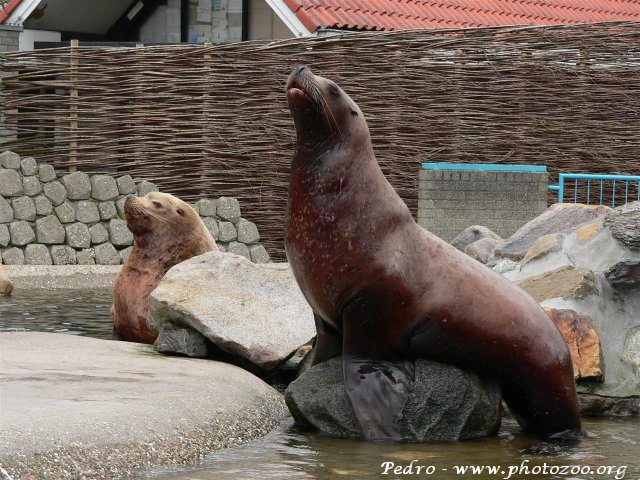 Steller's sea-lion (Eumetopias jubatus)