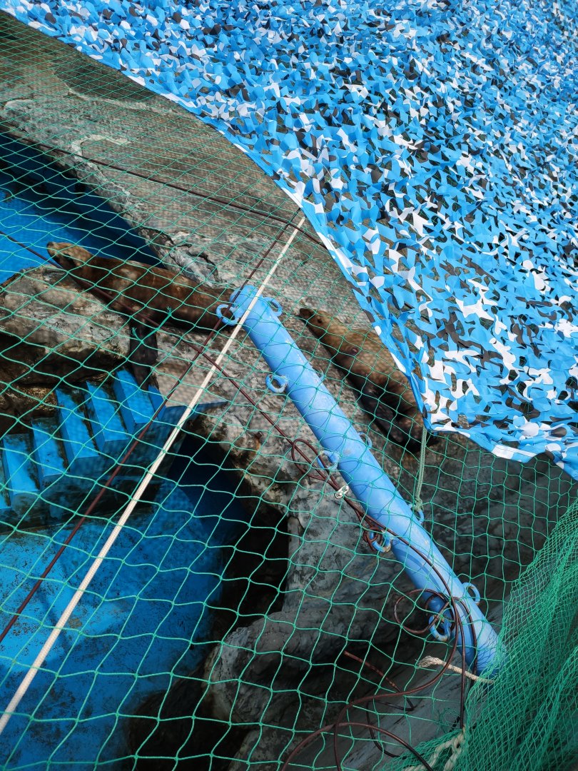 Steller's sea lion（Eumetopias jubatus）