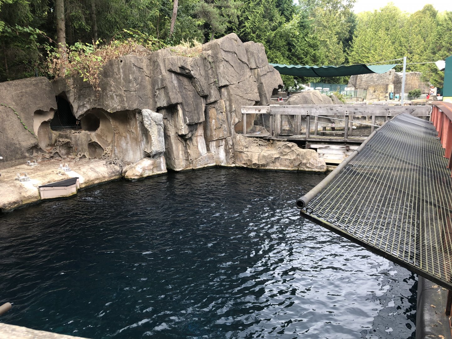Steller’s Sea Lion Exhibit #1
