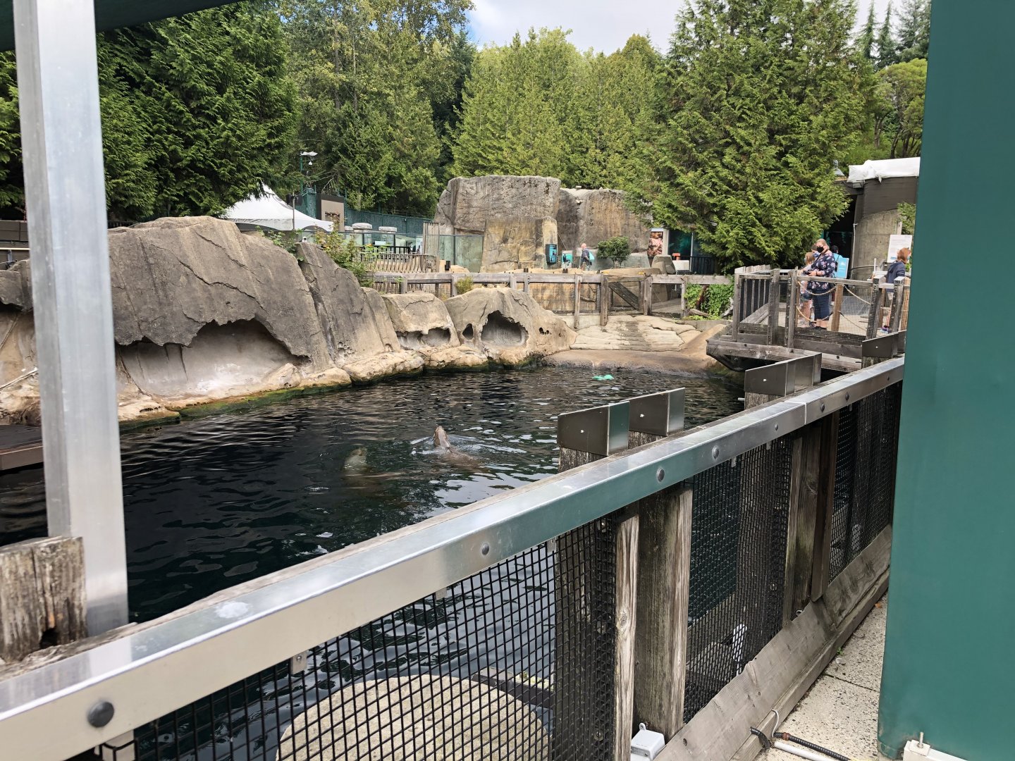 Steller’s Sea Lion Exhibit #1