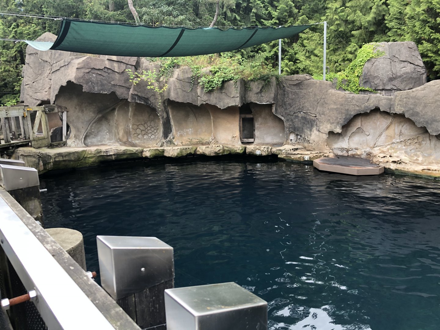 Steller’s Sea Lion Exhibit #1