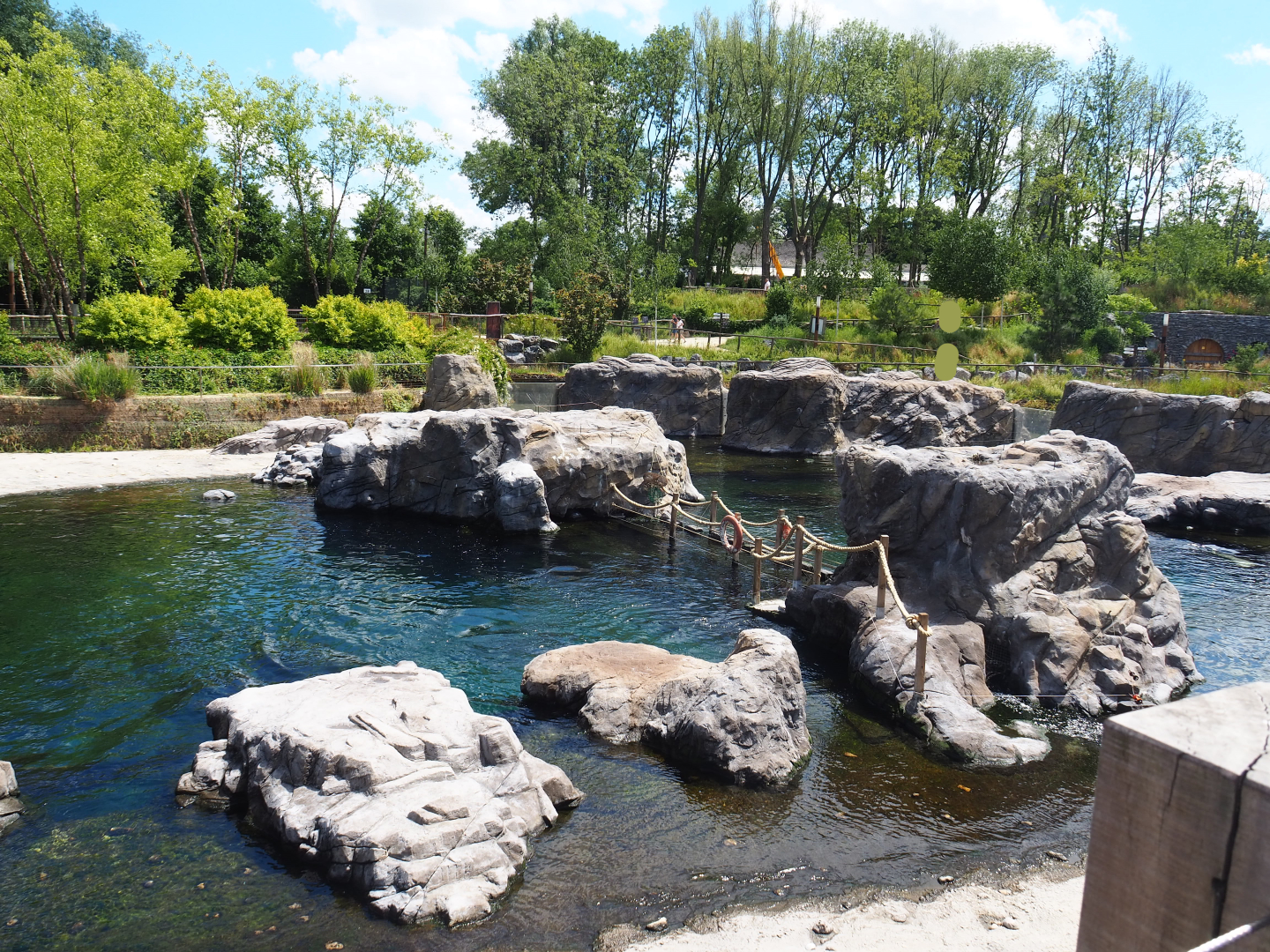 Steller's sea lion exhibit, 2022-06-28