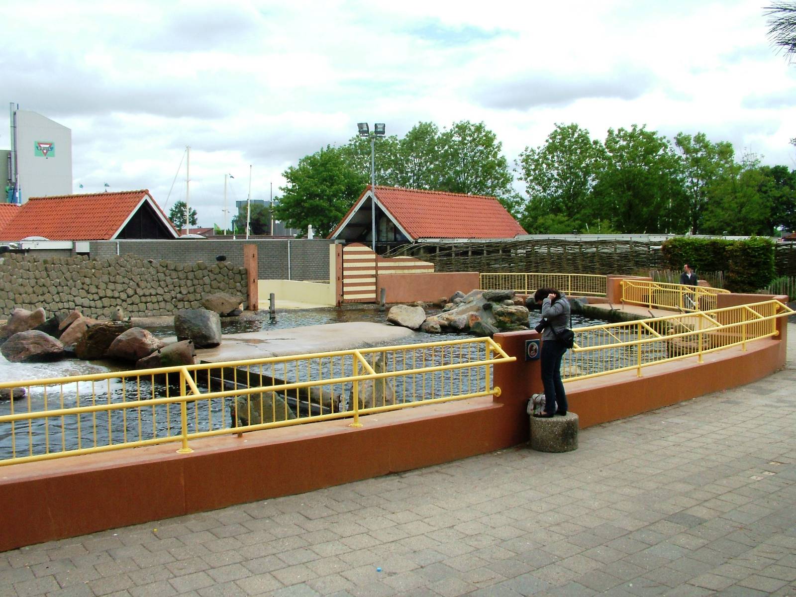 Steller's Sea Lion Exhibit at Harderwijk, 01/06/12