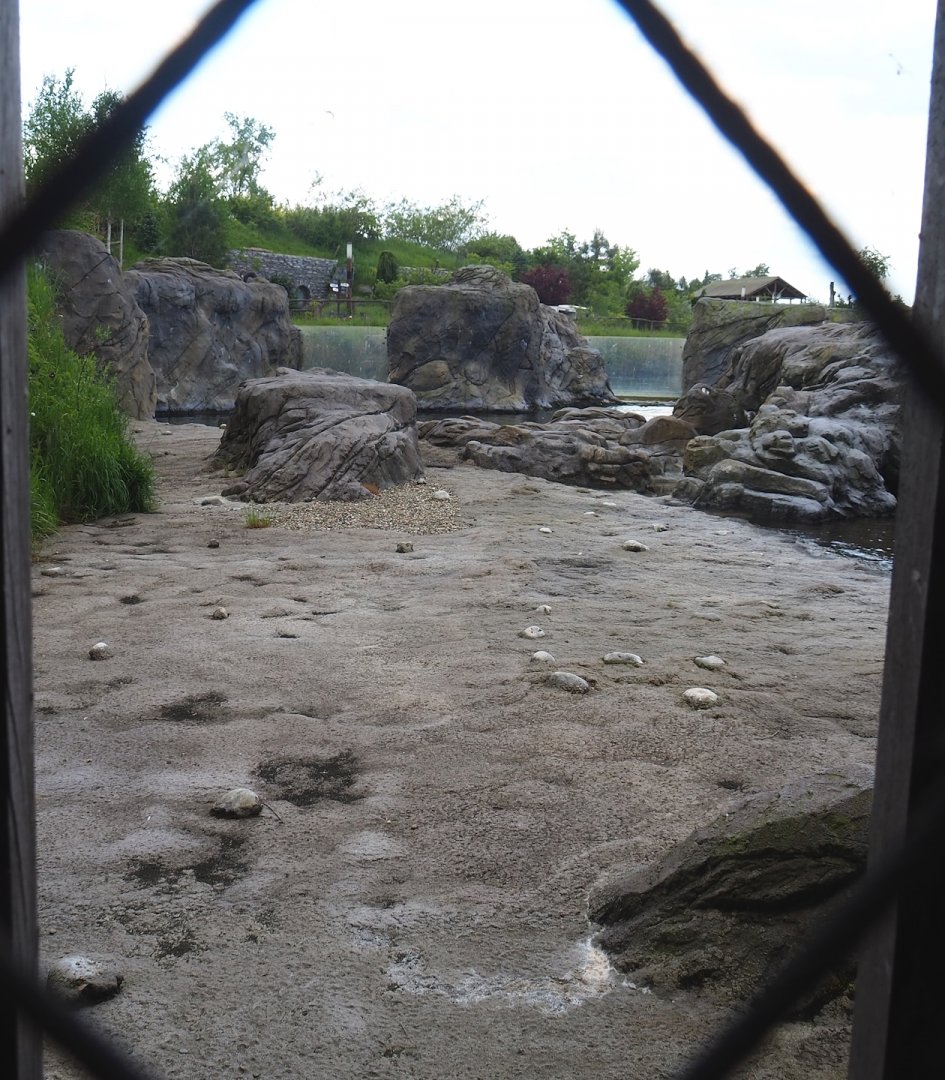 Steller's sea lion exhibit beach, 2023-05-16